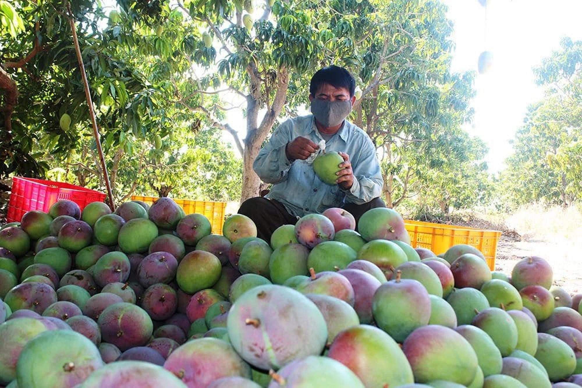 Vị ngọt Cam Lâm