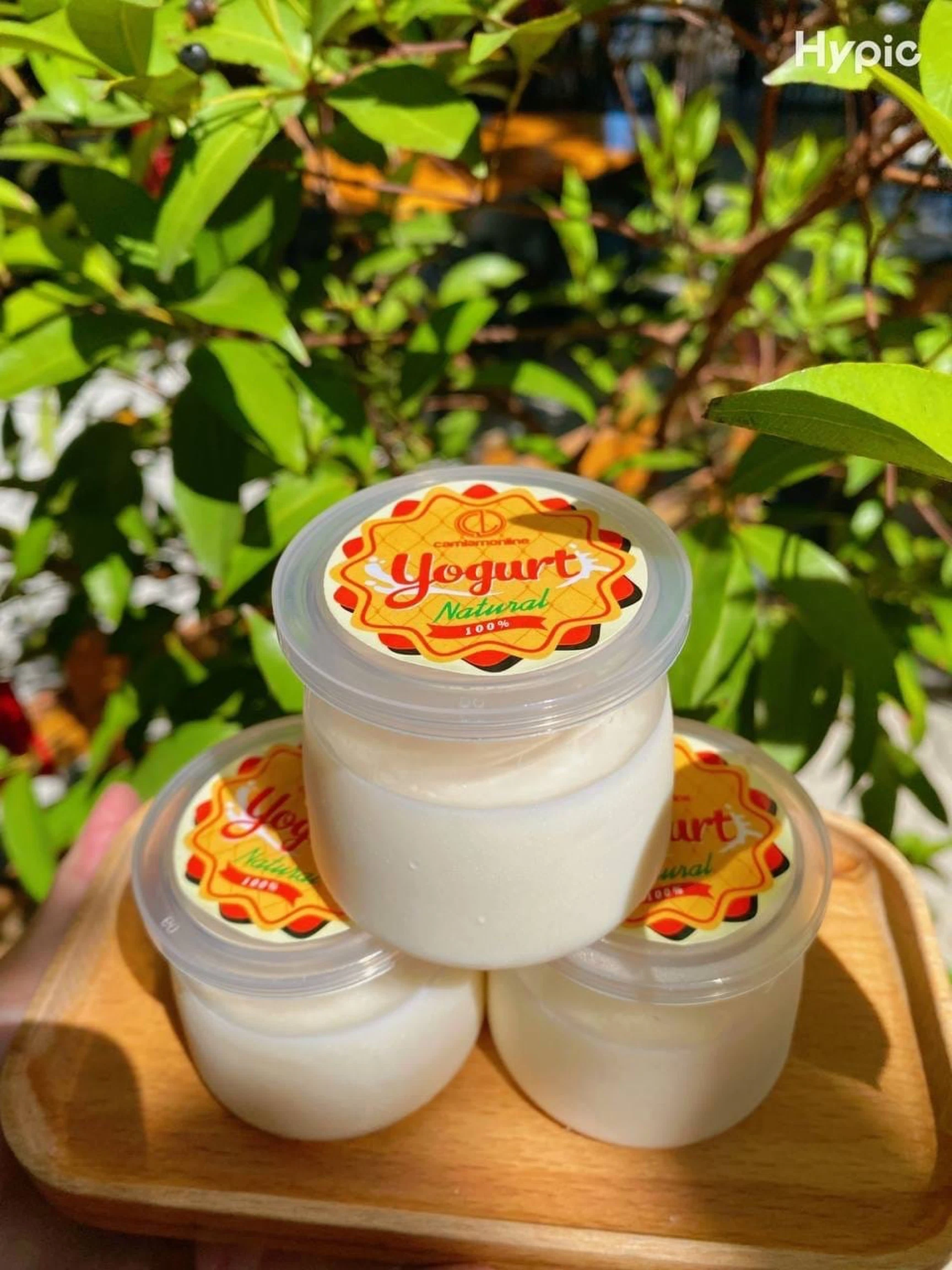 SỮA CHUA HỦ 5