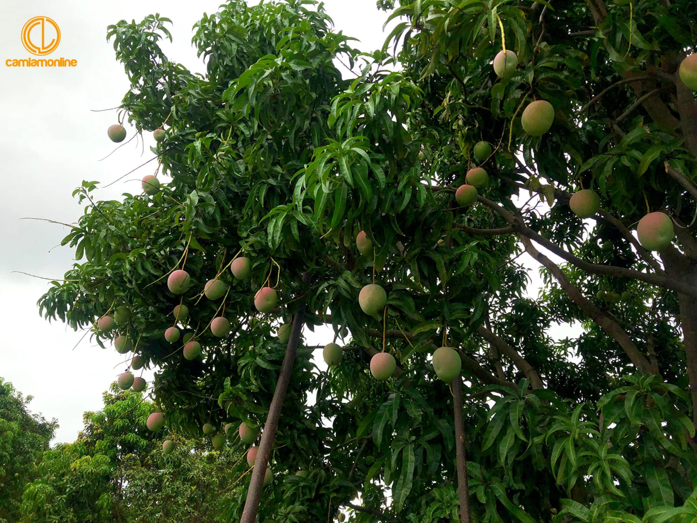 NÉT ĐẸP CAM LÂM - “Đường Làng Quê Tôi”