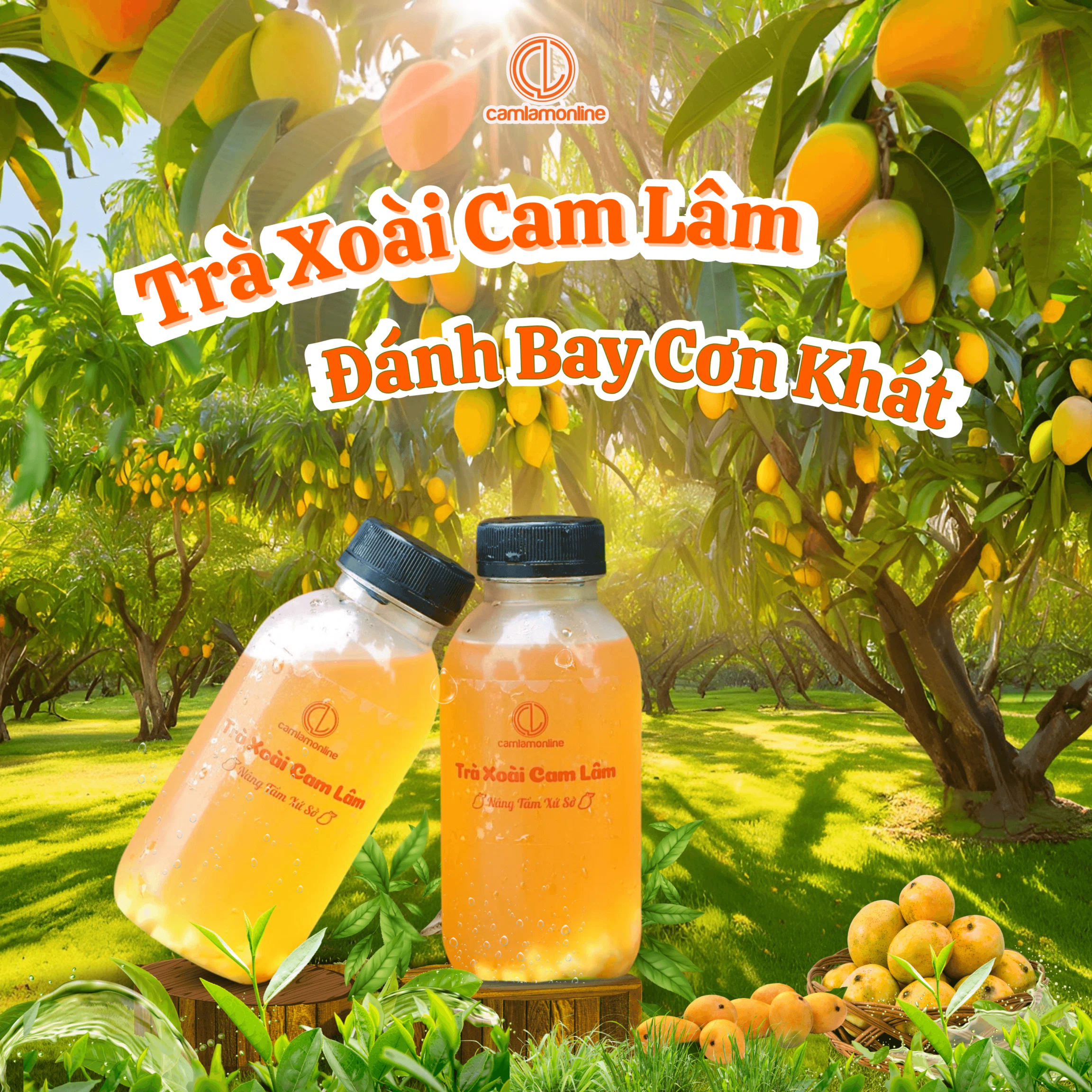 TRÀ XOÀI CAM LÂM (1)