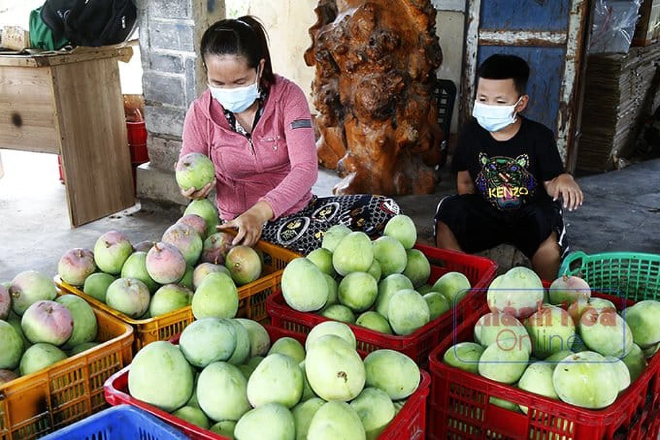 Chi phí đầu vào tăng gần gấp đôi nhưng năng suất và giá bán lại giảm gần một nửa so với năm trước là nghịch lý vụ xoài năm nay khiến người trồng xoài Cam Lâm thiệt đơn, thiệt kép.