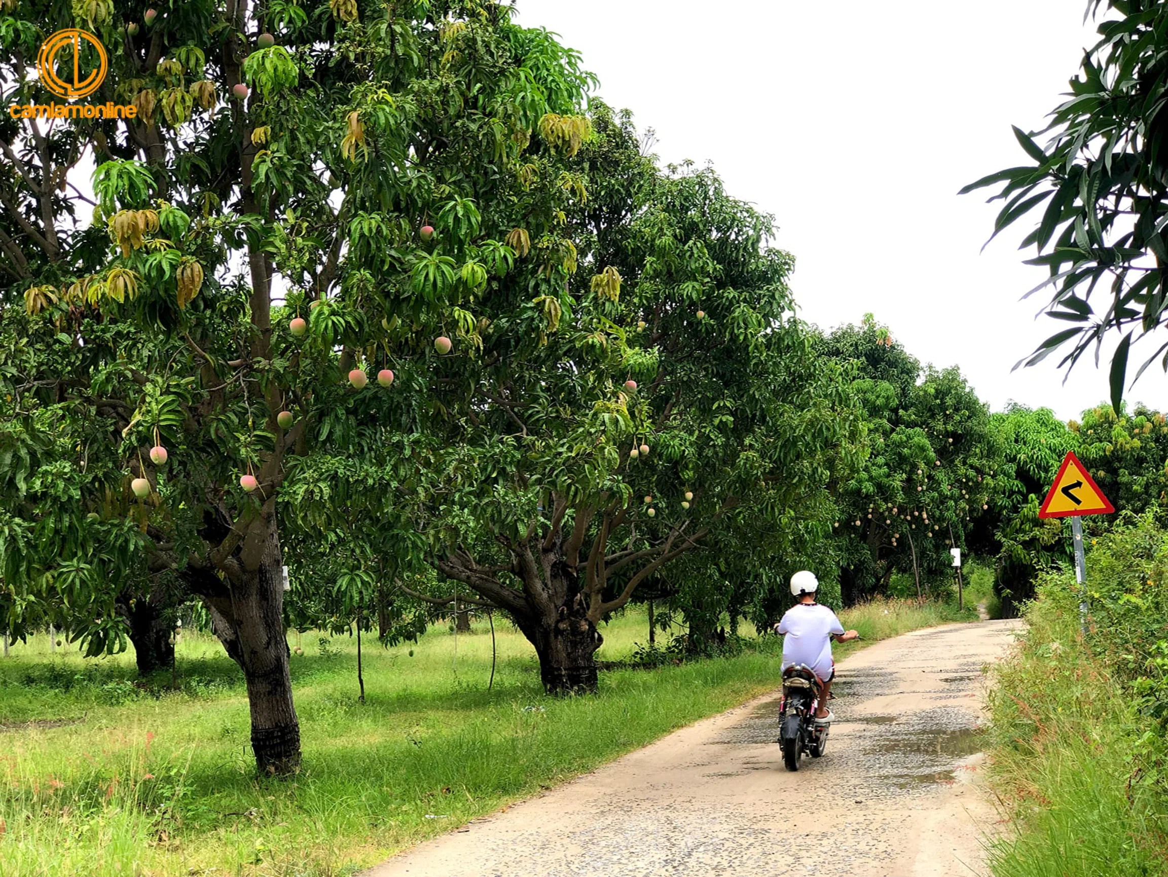 NÉT ĐẸP CAM LÂM - “Đường Làng Quê Tôi”